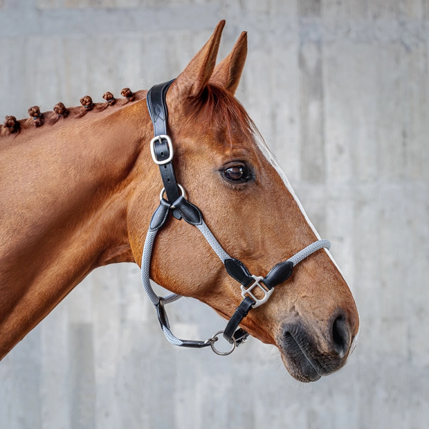 black leather halter with grey ropes and golden mounting denver including lead rope by sunride on a horse