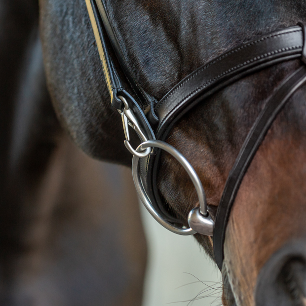 easy click bit of english combined leather easy clip bridle berlin black with silver mounting including reins on a horse