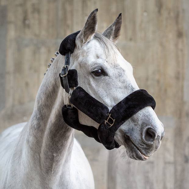 schwarzes fellhalfter dover  aus  schwarzem vollleder am pferd