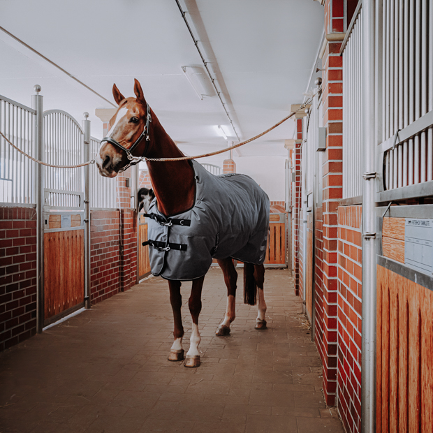 horse with winter rug alaska 450 grams grey and black leather halter dallas black leather halter dallas and grey alaska winter rug with 450 grams filling and reflecting elements and red leather cord halter by sunride on a horse in a stable