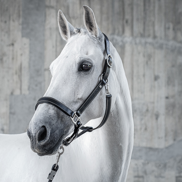 black leather halter dallas with silver mounting including matching lead rope by sunride on a horse