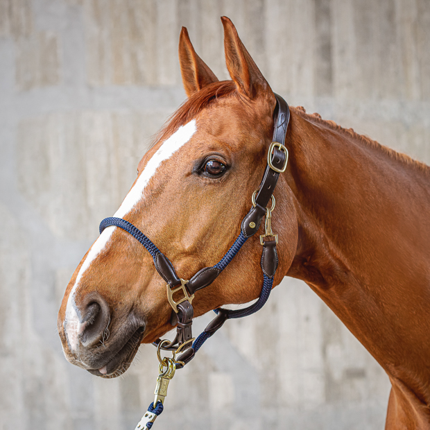 brown leather halter with blue ropes and golden mounting denver including lead rope by sunride on a horse