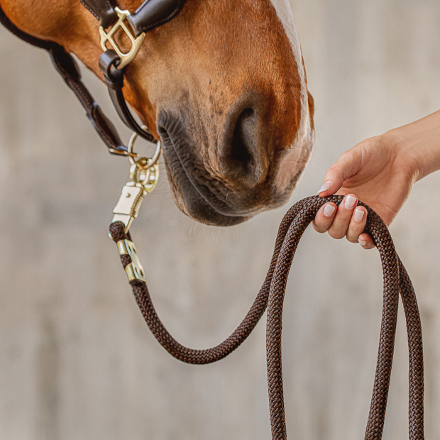 brown leather halter with brown ropes and golden mounting denver with detailed view of  including lead rope by sunride