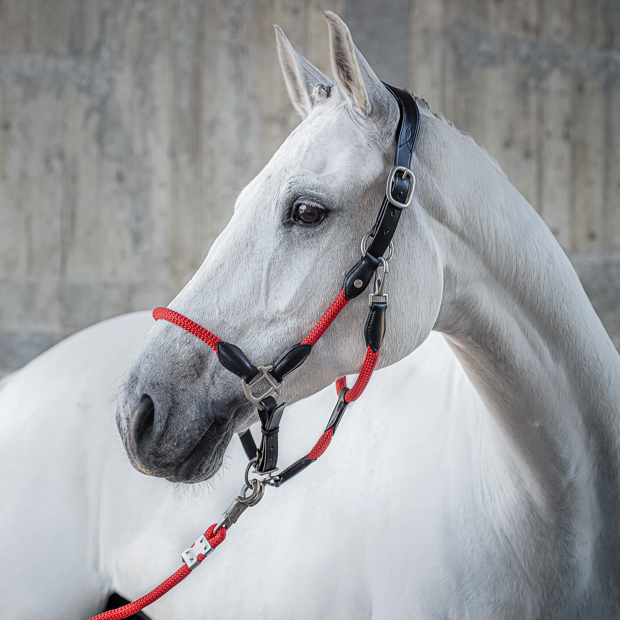 black leather halter with red ropes and golden mounting denver including lead rope by sunride on a horse