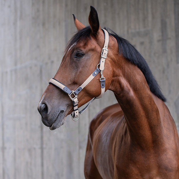Biothane halter with lead rope