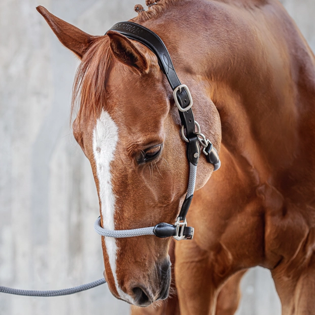 black leather halter with grey ropes and golden mounting denver including lead rope by sunride on a horse