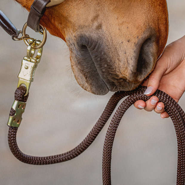 brown leather halter with brown ropes and golden mounting denver with detailed view of  including lead rope by sunride