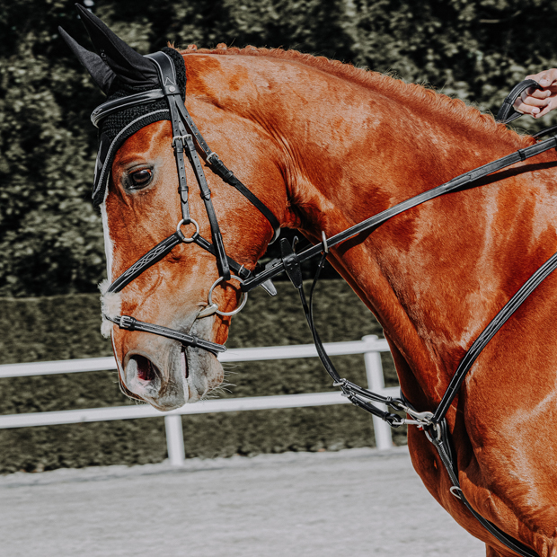 black mexican bridle acapulco with silver mounting including matching reins by sunride on a horse with black elastic breastplate windsor