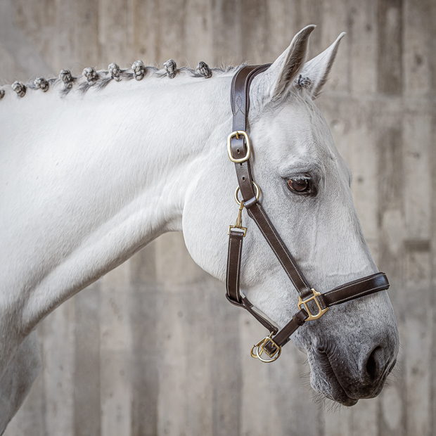 braunes lederhalfter dallas mit goldenfarbenen beschlaegen von sunride am pferd