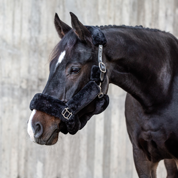 schwarzes fellhalfter dover  aus  schwarzem vollleder am pferd