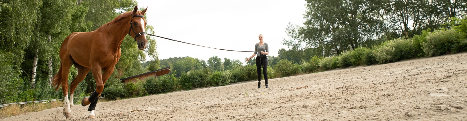 Kappzaum Ely Ein Pferd wird Longiert und es trägt den Kappzaum Ely