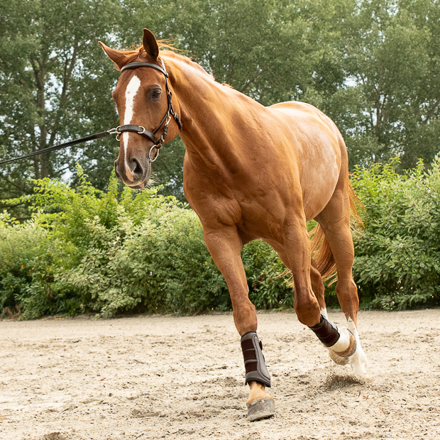 cavesson bridle ely in brown leather with golden mounting including reins by sunride on a horse