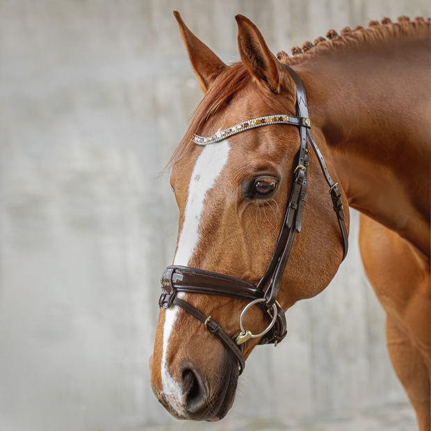 swedish leather bridle aspen with glossy nose band and matching gem stones in brown with golden mounting including reins on a horse