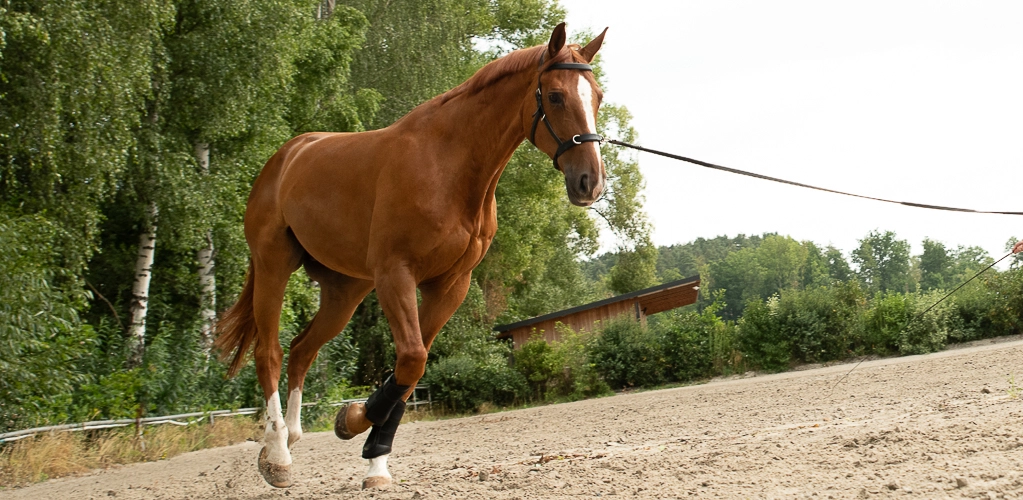 Kappzaum Ely Ein Pferd wird Longiert und es trägt den Kappzaum Ely