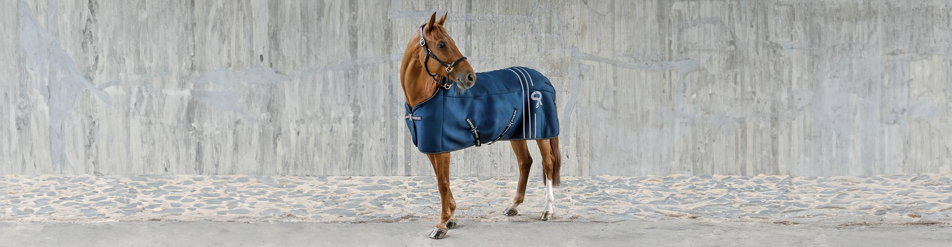 Unterdecke Ein Pferd steht vor einer grauen Betonwand und trägt eine blaue Unterdecke
