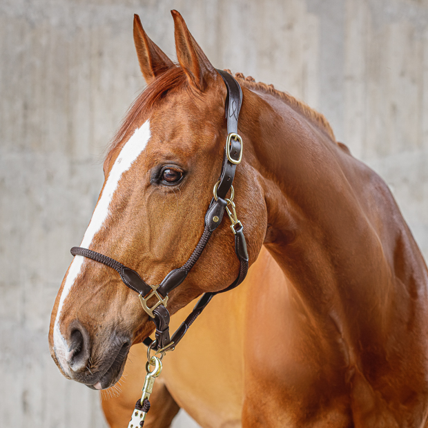 brown leather halter with brown ropes and golden mounting denver including lead rope by sunride on a horse