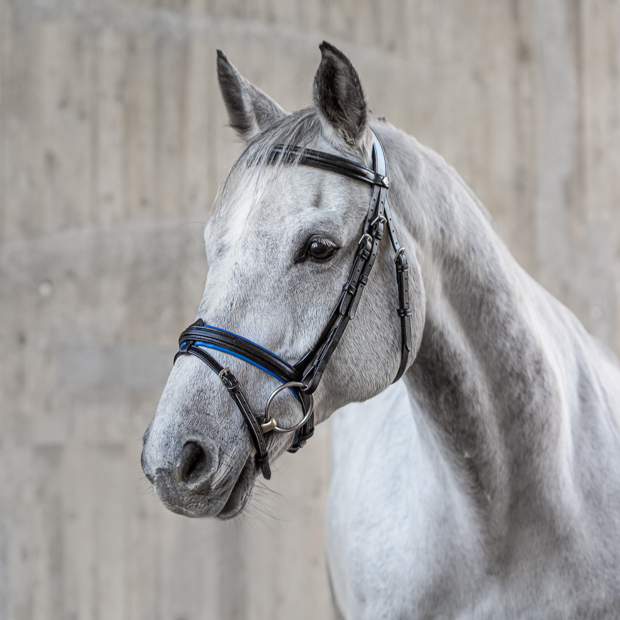 blue padded english combined black leather bridle hawaii with silver mounting including reins on a horse