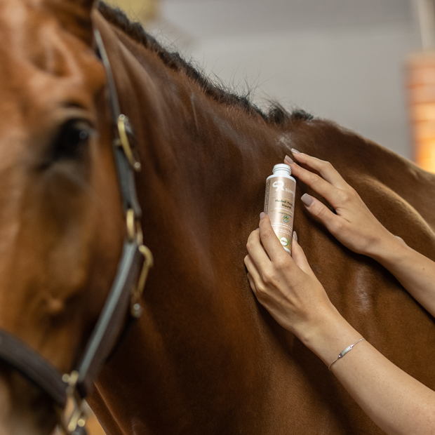 herbal healing skin oil in 100 ml bottle with wooden closure by sunride used on a horse