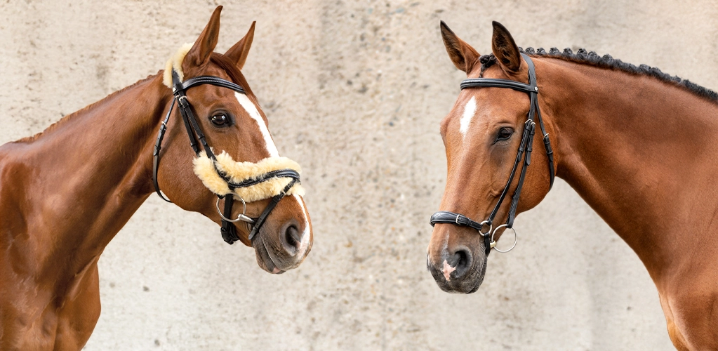Trensen Zwei Pferde stehen sich gegenüber und tragen Trensen eines der Pferde hat eine Trense mit hellem Fellpolster