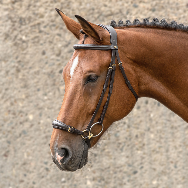 hannoverian bridle hannover in brown leather with golden mounting and reins included by sunride on a horse