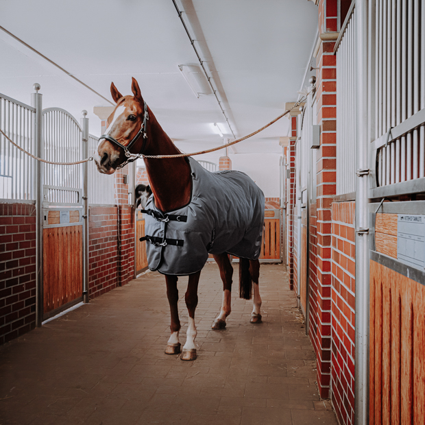 black leather halter dallas and grey alaska winter rug with 450 grams filling and reflecting elements and red leather cord halter by sunride on a horse in a stable