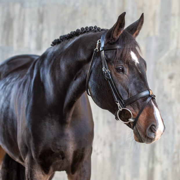 english combined leather easy clip bridle berlin black with silver mounting including reins on a horse