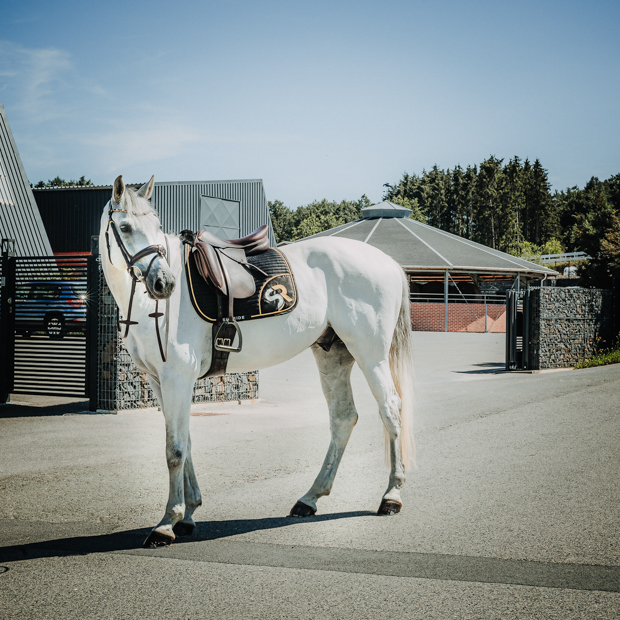 dressage saddle pad gold black breathable with fur on horse in full set breathable dressage saddle pad gold and black exclusive line with fur on withers under saddle on a horse in a full sunride set