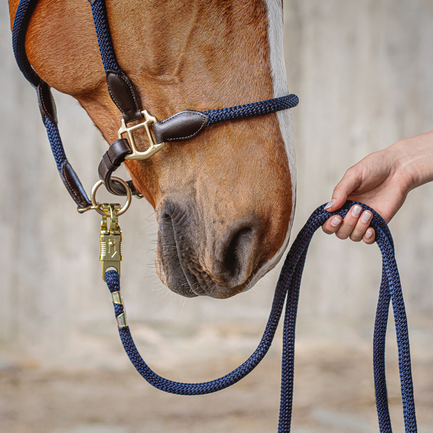 detailed view of lead rope of brown leather halter with blue ropes and golden mounting denver including lead rope by sunride