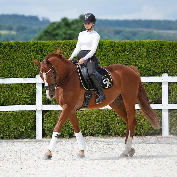 breathable dressage saddle pad gold and black exclusive line with fur on withers on a horse with rider
