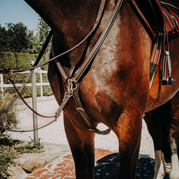 windsor brown leather breastplate with detachable martingal and elastic straps by sunride on a horse