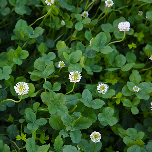 White clover