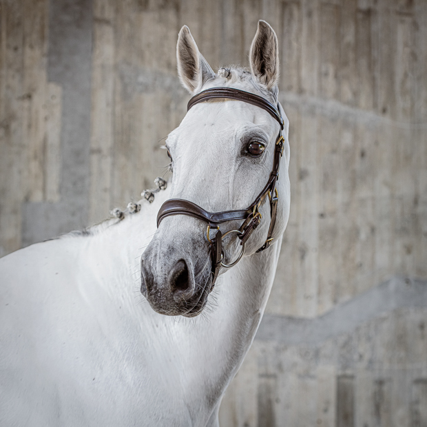 english combined brown leather bridle york with golden mounting including reins by sunride on a horse