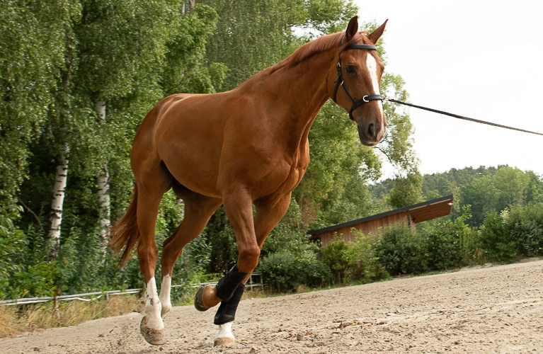 Kappzaum Ely Ein Pferd wird Longiert und es trägt den Kappzaum Ely