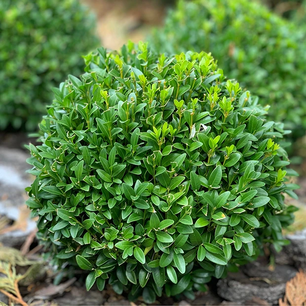Boxwood
