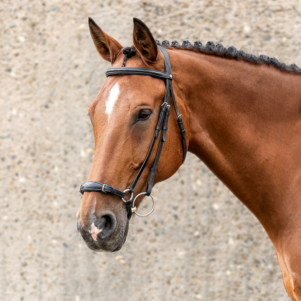 hannoverian bridle hannover in black leather with silver mounting and reins included by sunride on a horse