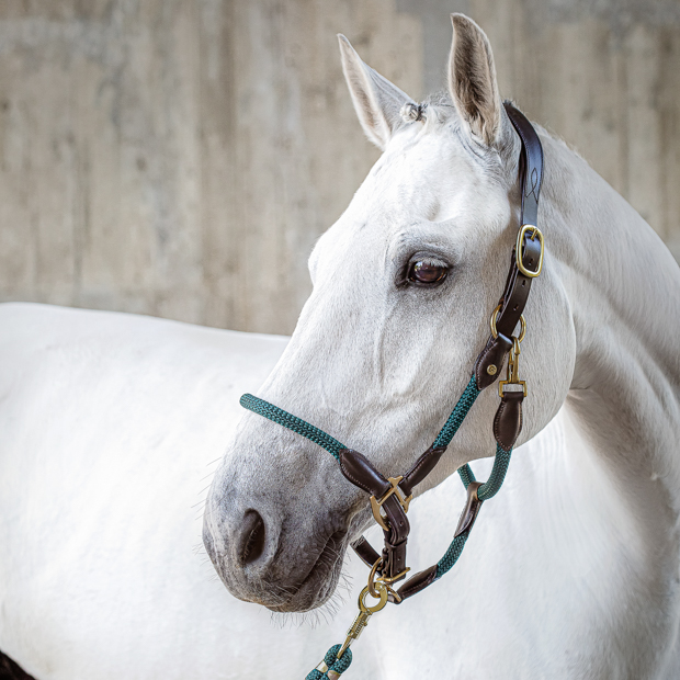 green lead rope with panic snap by sunride with matching rope halter denver on a horse