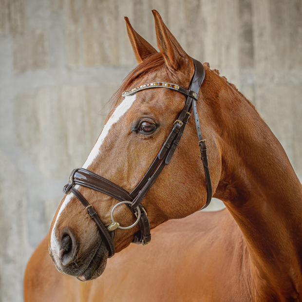 swedish leather bridle aspen with glossy nose band and matching gem stones in brown with golden mounting including reins on a horse