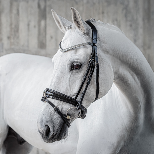 swedish leather bridle aspen with glossy nose band and matching gem stones in black with silver mounting including reins on a horse