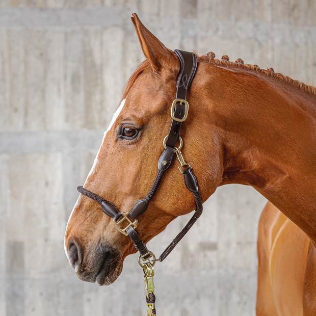 brown leather halter with brown ropes and golden mounting denver including lead rope by sunride on a horse