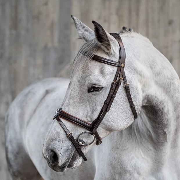 brown padded english combined brown leather bridle hawaii with golden mounting including reins on a horse