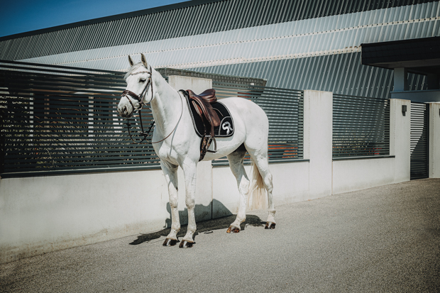 breathable dressage saddle pad gold and black exclusive line with fur on withers under saddle on a horse in a full sunride set