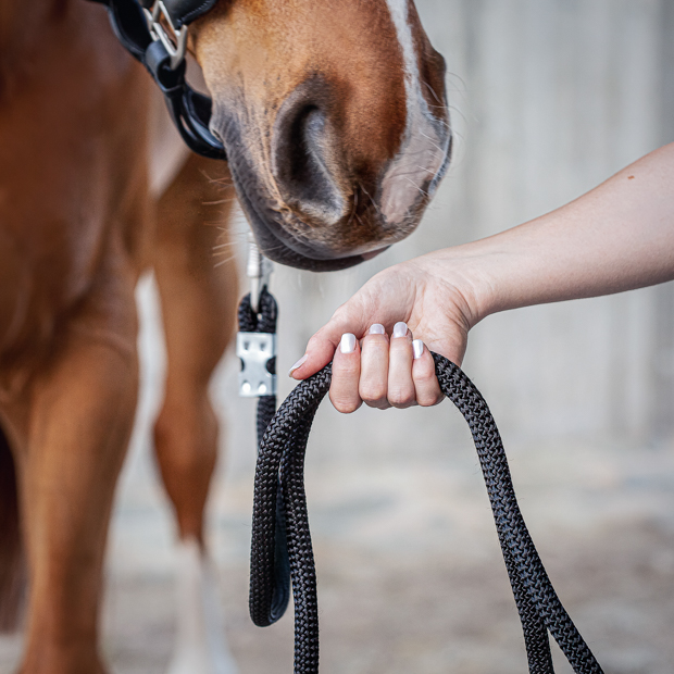 black leather halter with black ropes and golden mounting denver including lead rope by sunride on riders hand