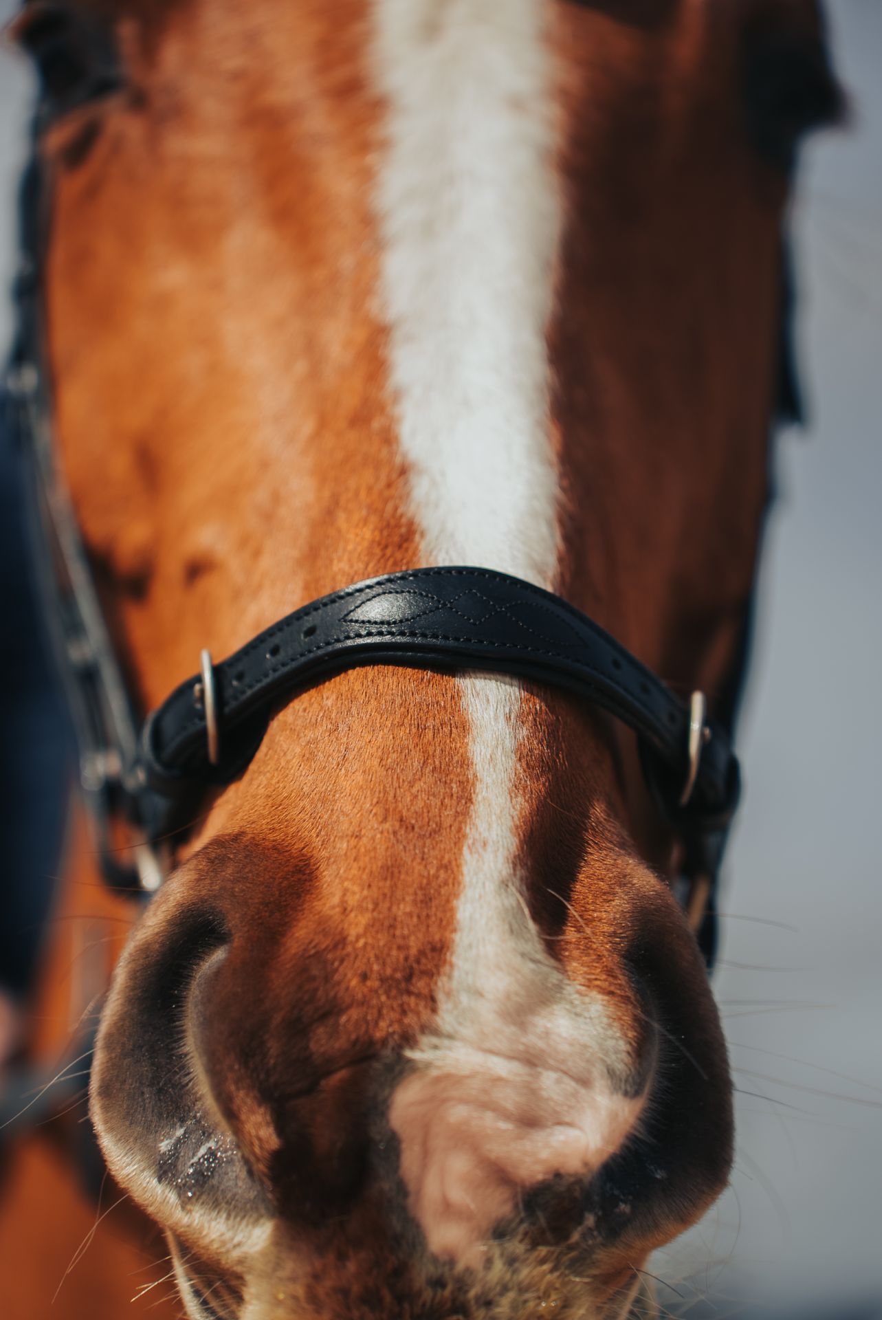 Die Hannoveranische Trense: Eine klassische Wahl für Pferde