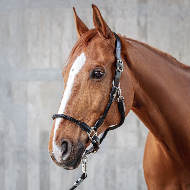 black leather halter with black ropes and golden mounting denver including lead rope by sunride on a horse